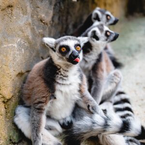 2025-06-05_Mini ZOO Konjice_Foto Žan Osim_124-min