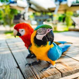 2025-06-05_Mini ZOO Konjice_Foto Žan Osim_44-min