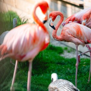 2025-06-05_Mini ZOO Konjice_Foto Žan Osim_75-min