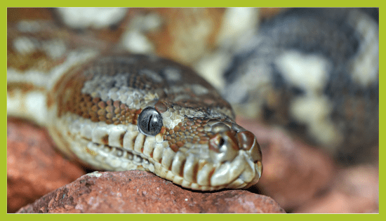 Kraljevi piton Kraljevi piton