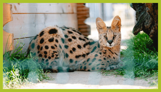 Serval v ZOO Land Serval v ZOO Land