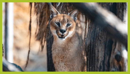 KARAKAL – CARACAL KARAKAL – CARACAL