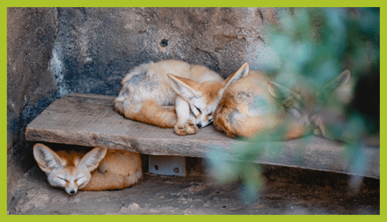 FENEK – VULPES ZERDA FENEK – VULPES ZERDA