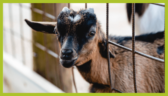 Himalajska koza v ZOO Land Himalajska koza v ZOO Land