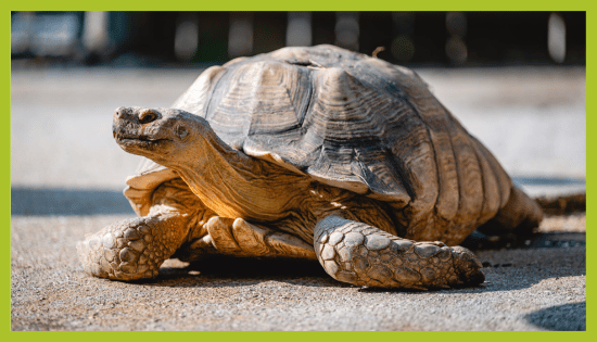 Afriška želva v ZOO Landu Afriška želva v ZOO Landu