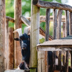 ZOO Land Farmyard