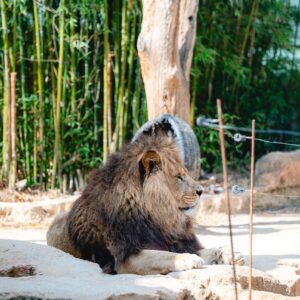 Egipčansko kraljestvo ZOO Land