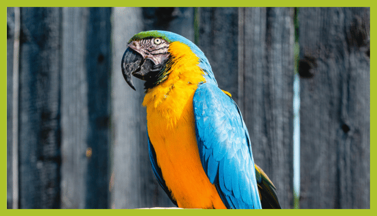 Papiga Ara v ZOO Landu Papiga Ara v ZOO Landu