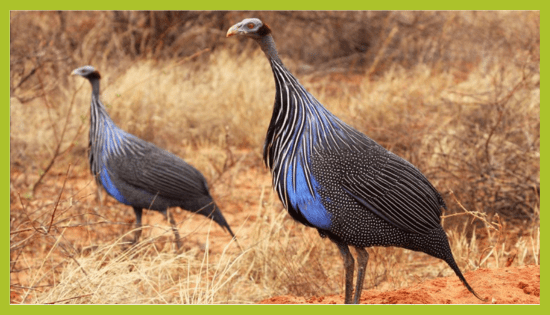 Jastreb pegatka Jastreb pegatka
