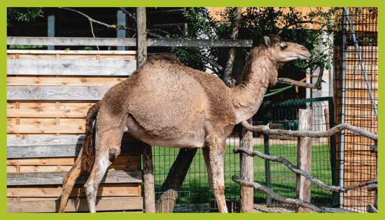 Enogrba kamela v ZOO Landu Enogrba kamela v ZOO Landu