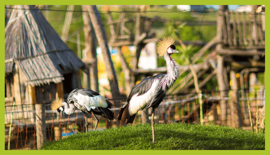 PAVJI ŽERJAV PAVJI ŽERJAV