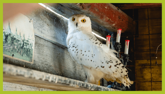 Snežna sova v ZOO Land Snežna sova v ZOO Land