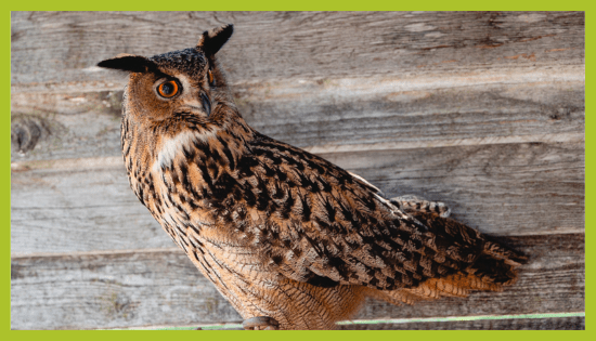 Velika uharica v ZOO Land Velika uharica v ZOO Land