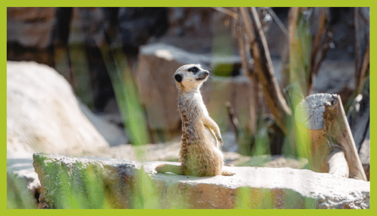 Surikata v ZOO Land Surikata v ZOO Land