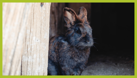 Zajec v ZOO Land Zajec v ZOO Land