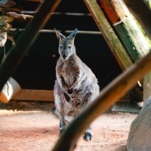 ZOO Land - australian land