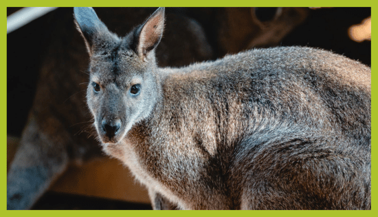 ZOO Land - spletna stran (slike - domov)-kengoru