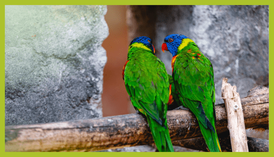 ZOO_land_zivalski_vrt (1)