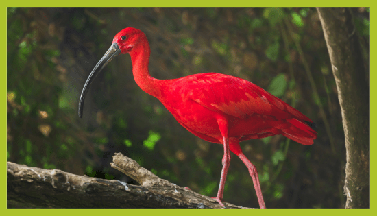 Scarlet Ibis v ZOO Land Scarlet Ibis v ZOO Land