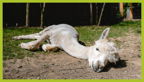 ZOO_land_zivalski_vrt