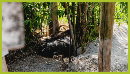 ZOO_land_zivalski_vrt_alpaka ZOO Land Prašiček