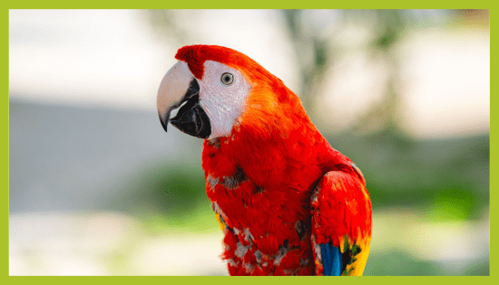 ZOO_land_zivalski_vrt_ara ZOO Land Ara