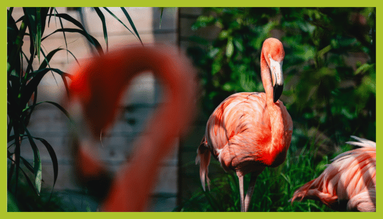 ZOO_land_zivalski_vrt_flamingo ZOO Land Kubanski flamingo