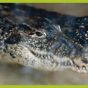 ZOO_land_zivalski_vrt_krokodil