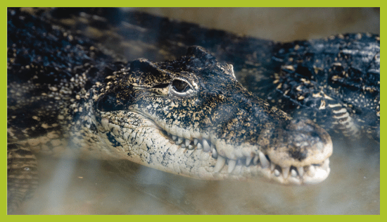 ZOO_land_zivalski_vrt_krokodil