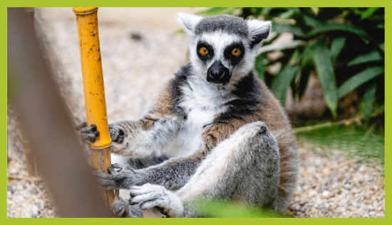 ZOO_land_zivalski_vrt_lemur Lemur v ZOO Land Slovenske Konjice