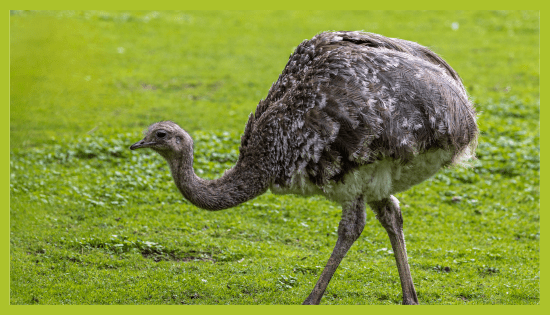 ZOO_land_zivalski_vrt_nandu ZOO Land Nandu