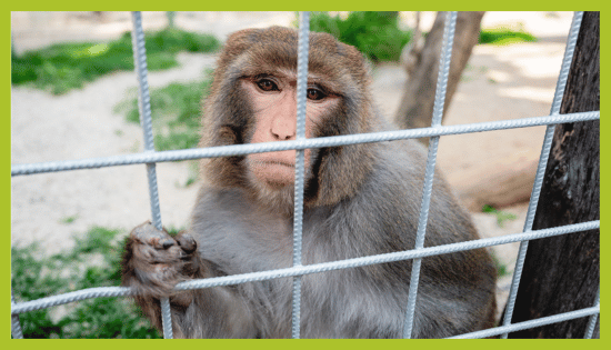 ZOO_land_zivalski_vrt_opica Opica v ZOO Land Slovenske Konjice