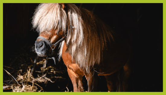 ZOO_land_zivalski_vrt_poni