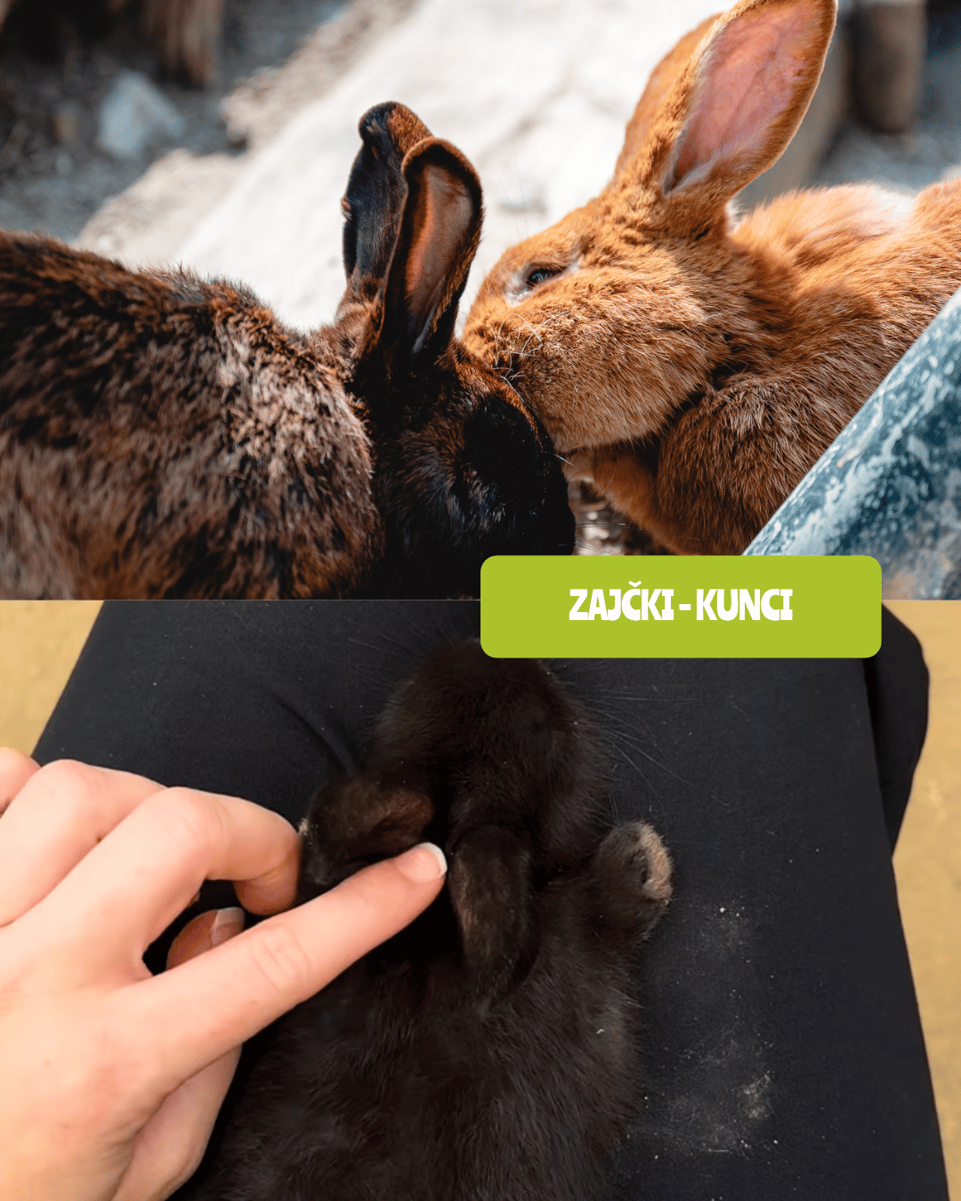 Zajčki v ZOO Land