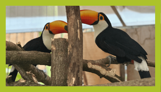 ZOO_land_zivalski_vrt (3)