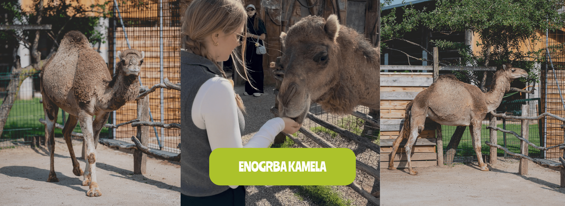 Hranjenje kamel
