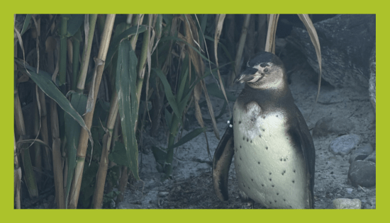 ZOO_land_zivalski_vrt