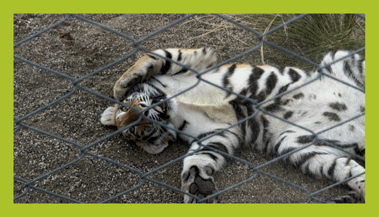 ZOO_land_zivalski_vrt_tiger